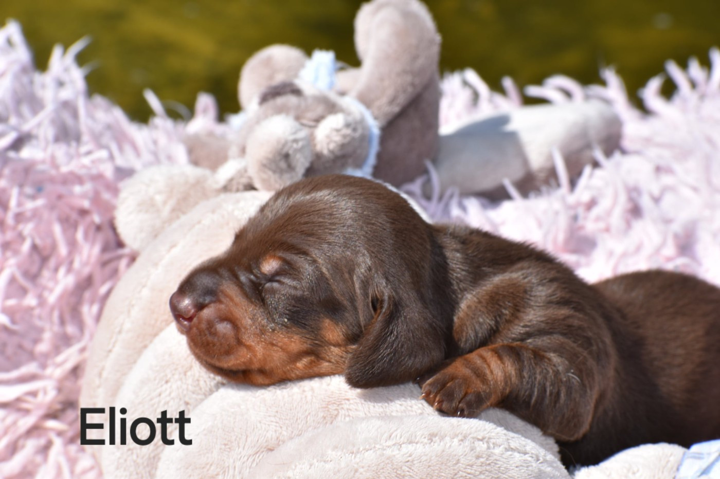 My Fair Chi - Chiots disponibles - Teckel poil ras