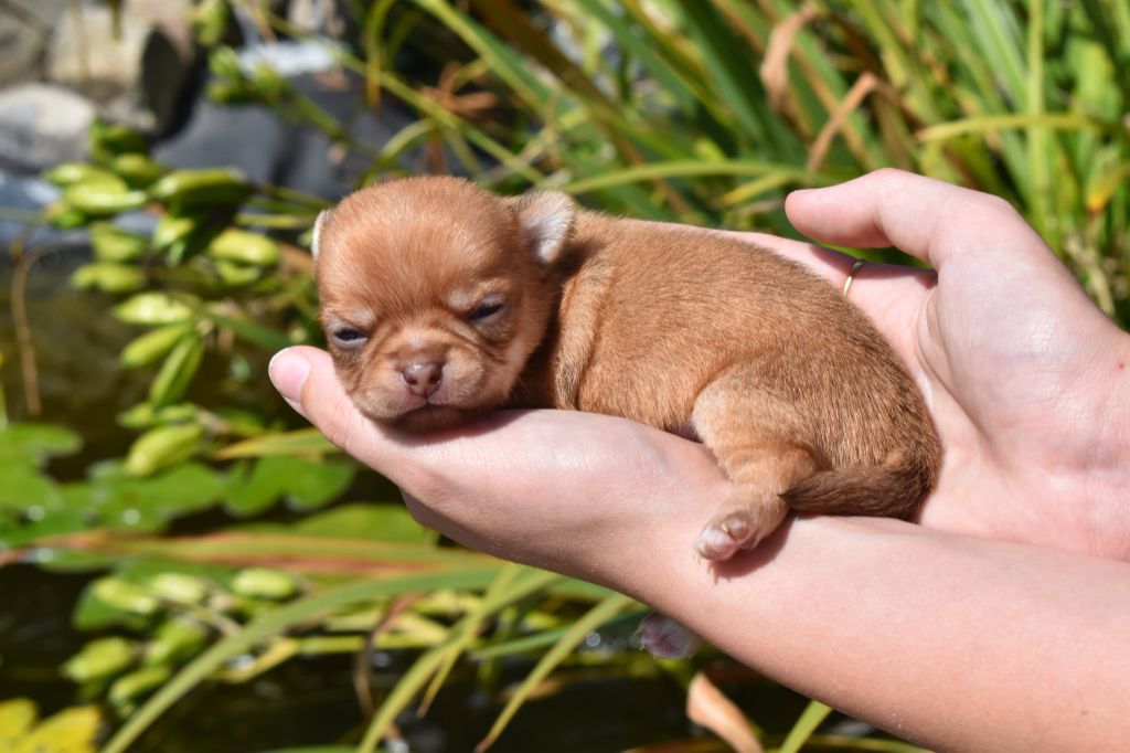 My Fair Chi - Chiots disponibles - Chihuahua