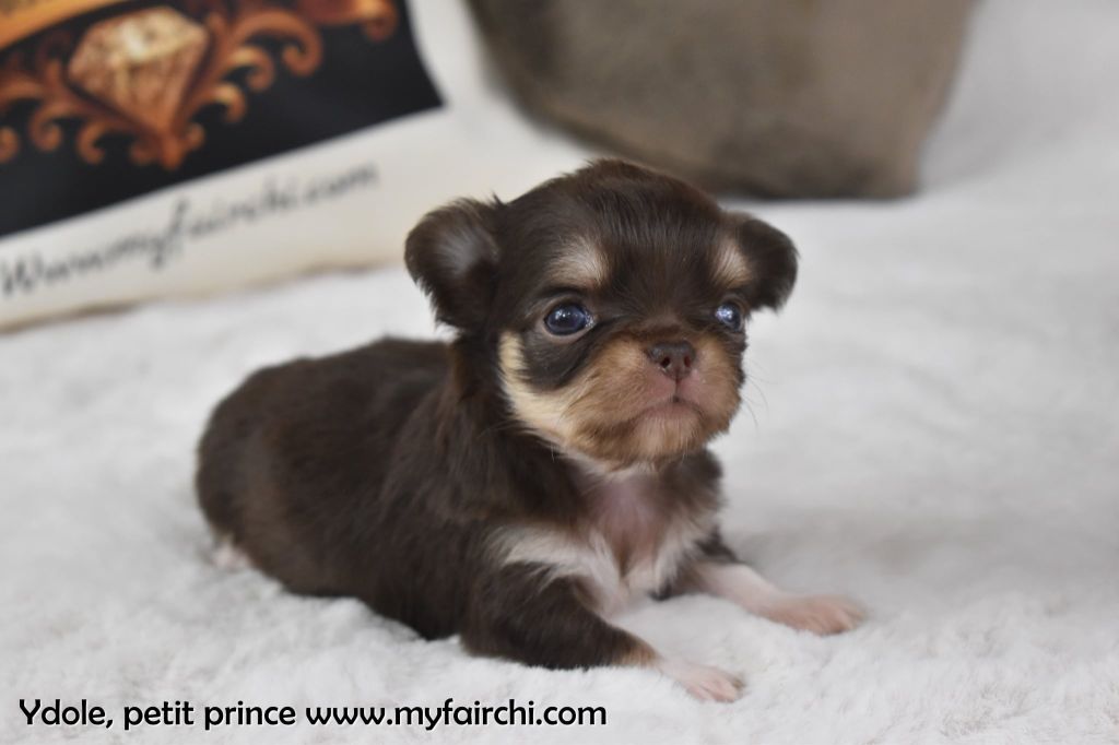 My Fair Chi - Chiots disponibles - Chihuahua