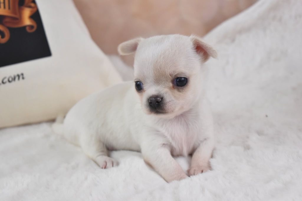 My Fair Chi - Chiots disponibles - Chihuahua