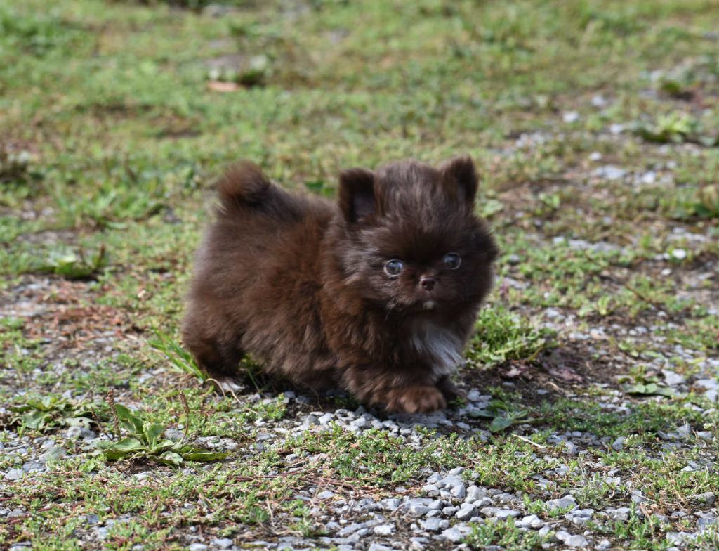 My Fair Chi - Chiots disponibles - Chihuahua