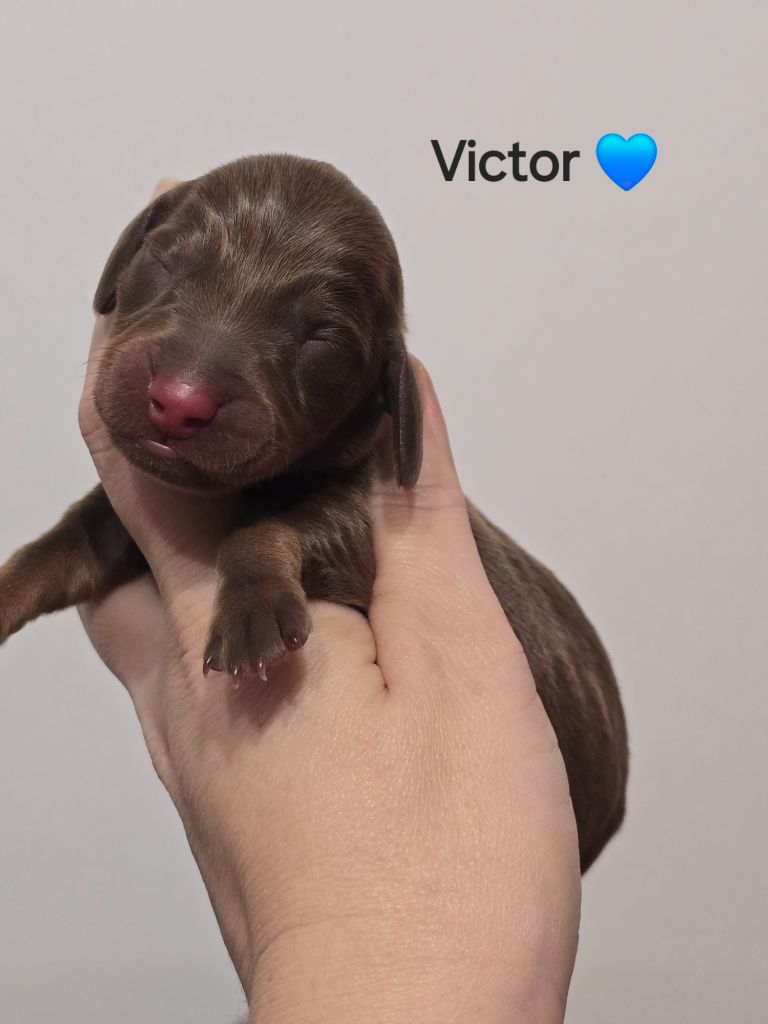 Victor 