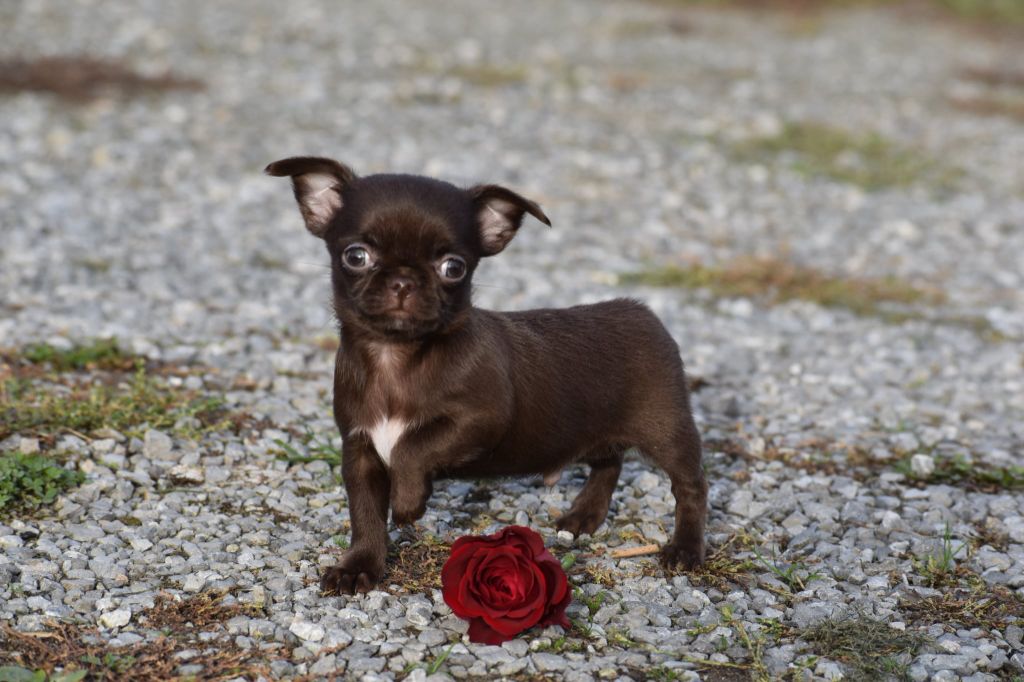 My Fair Chi - Chiots disponibles - Chihuahua