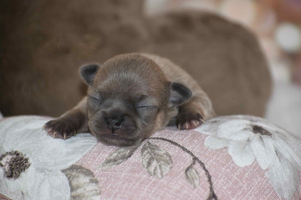 My Fair Chi - Chiots disponibles - Chihuahua