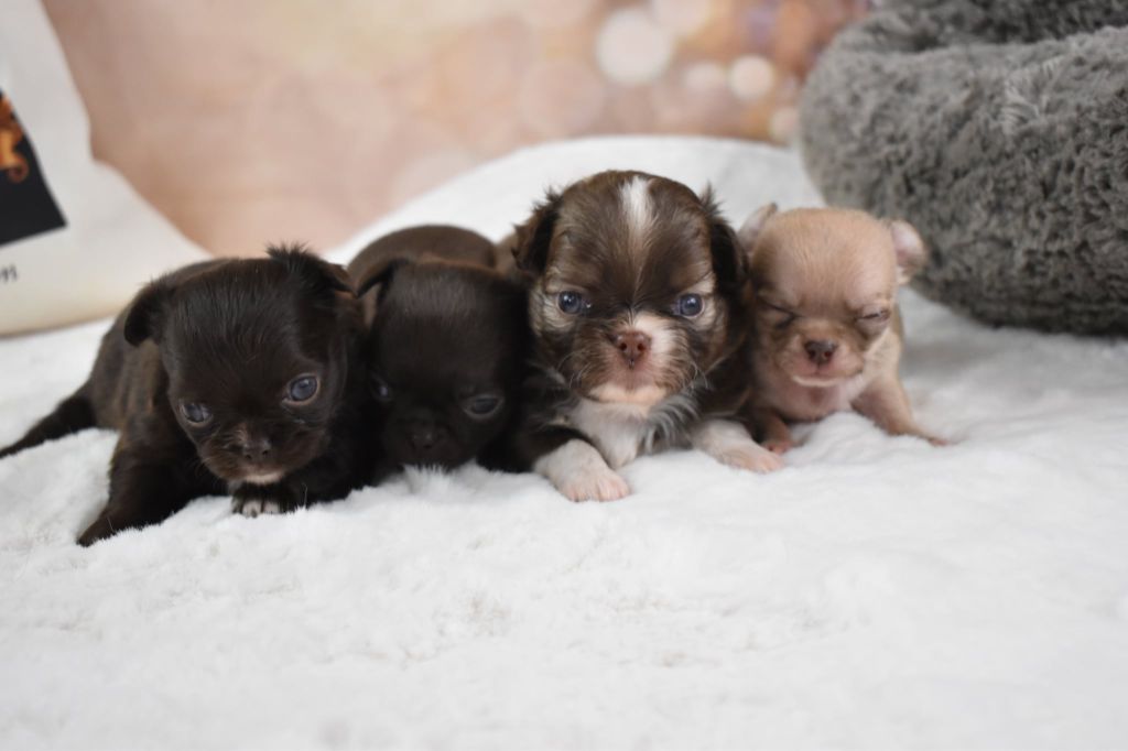 My Fair Chi - Chihuahua - Portée née le 26/08/2025