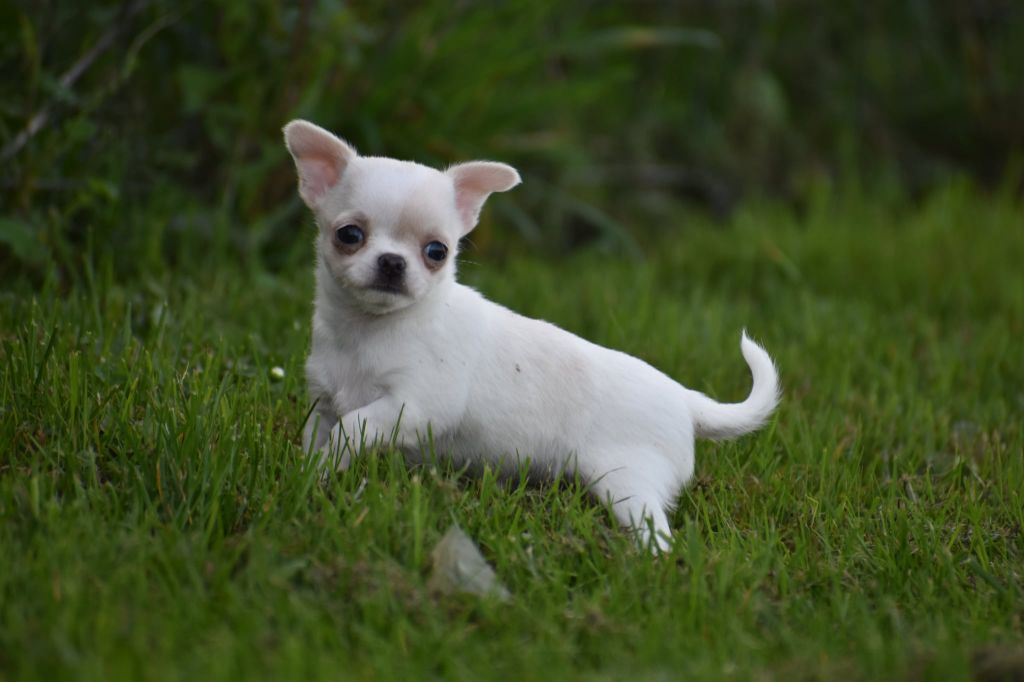 My Fair Chi - Chiots disponibles - Chihuahua