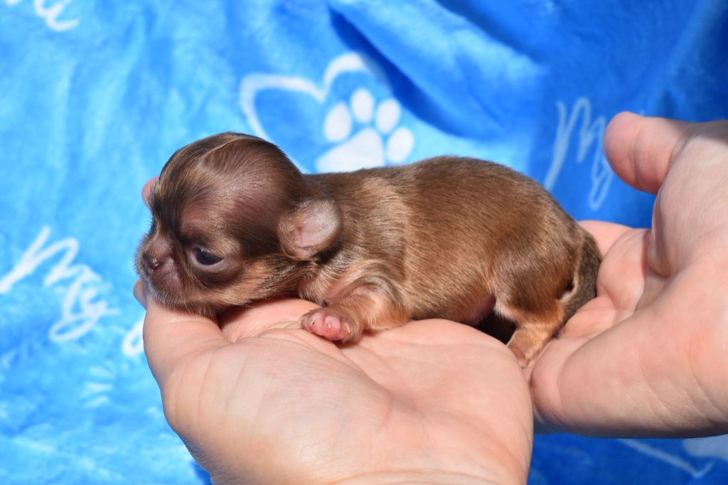 My Fair Chi - Chiots disponibles - Chihuahua