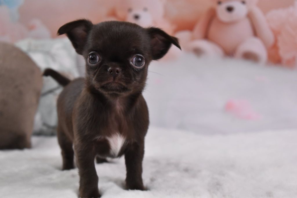 My Fair Chi - Chiots disponibles - Chihuahua