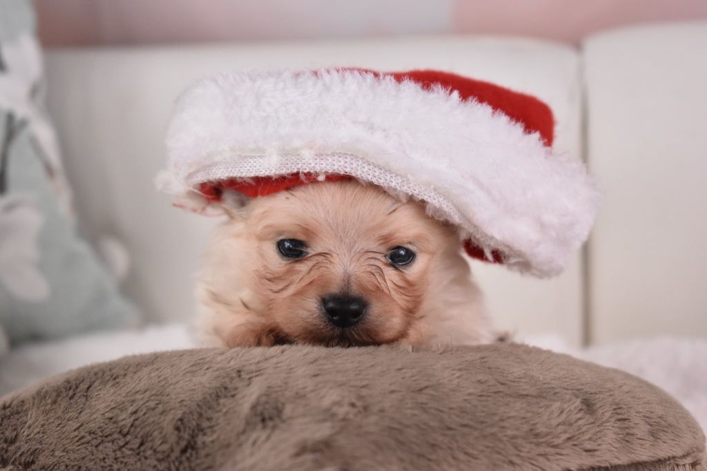 My Fair Chi - Chiots disponibles - Spitz allemand