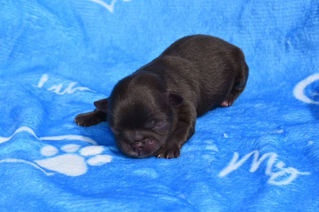 My Fair Chi - Chiots disponibles - Chihuahua