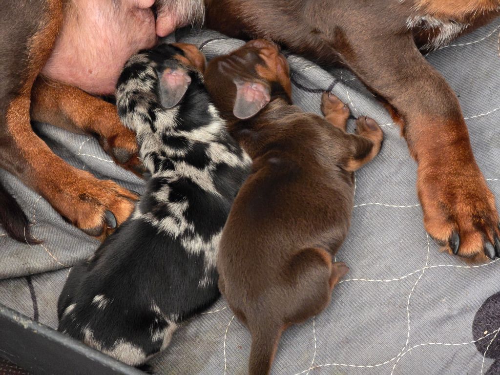 My Fair Chi - Teckel poil ras - Portée née le 30/09/2025