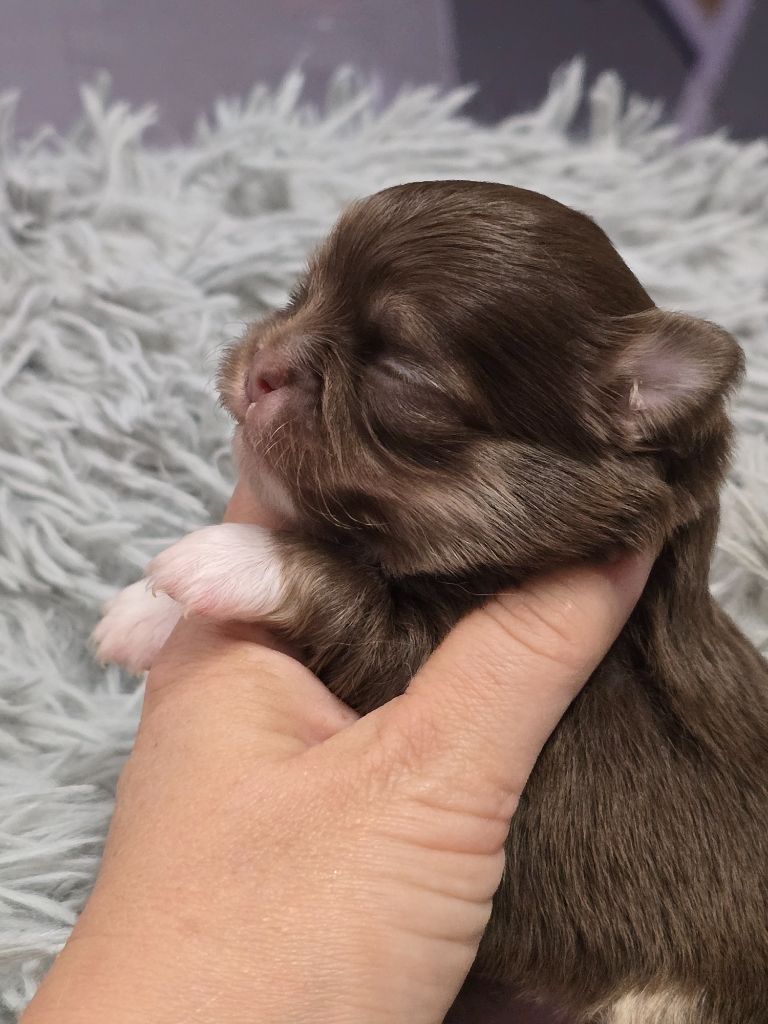 My Fair Chi - Chiots disponibles - Chihuahua