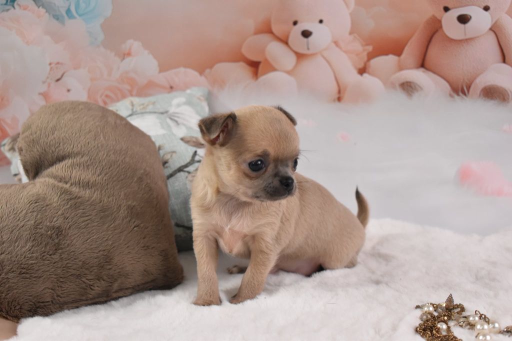 My Fair Chi - Chiots disponibles - Chihuahua