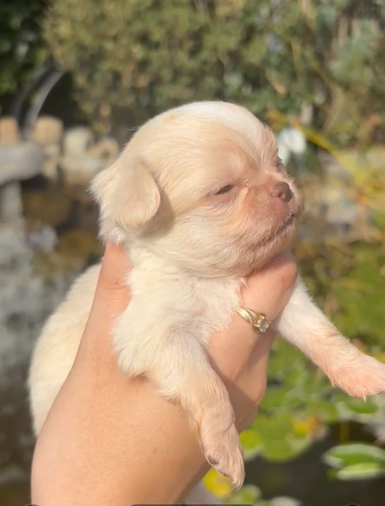 My Fair Chi - Chiots disponibles - Chihuahua