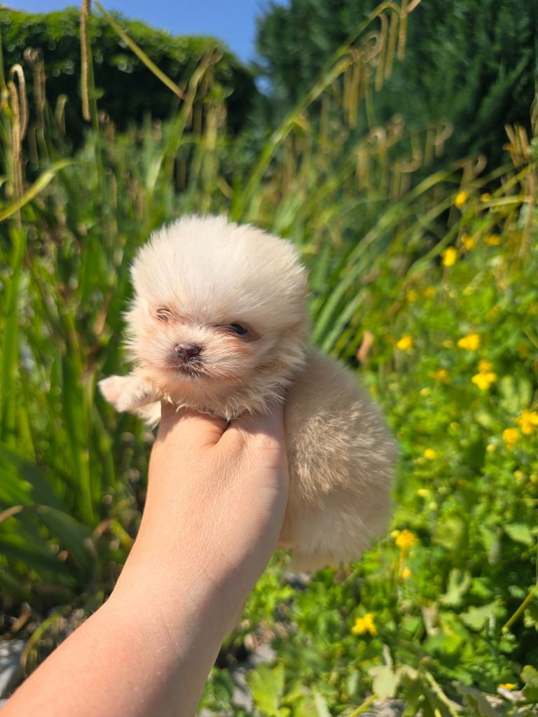 My Fair Chi - Chiots disponibles - Spitz allemand