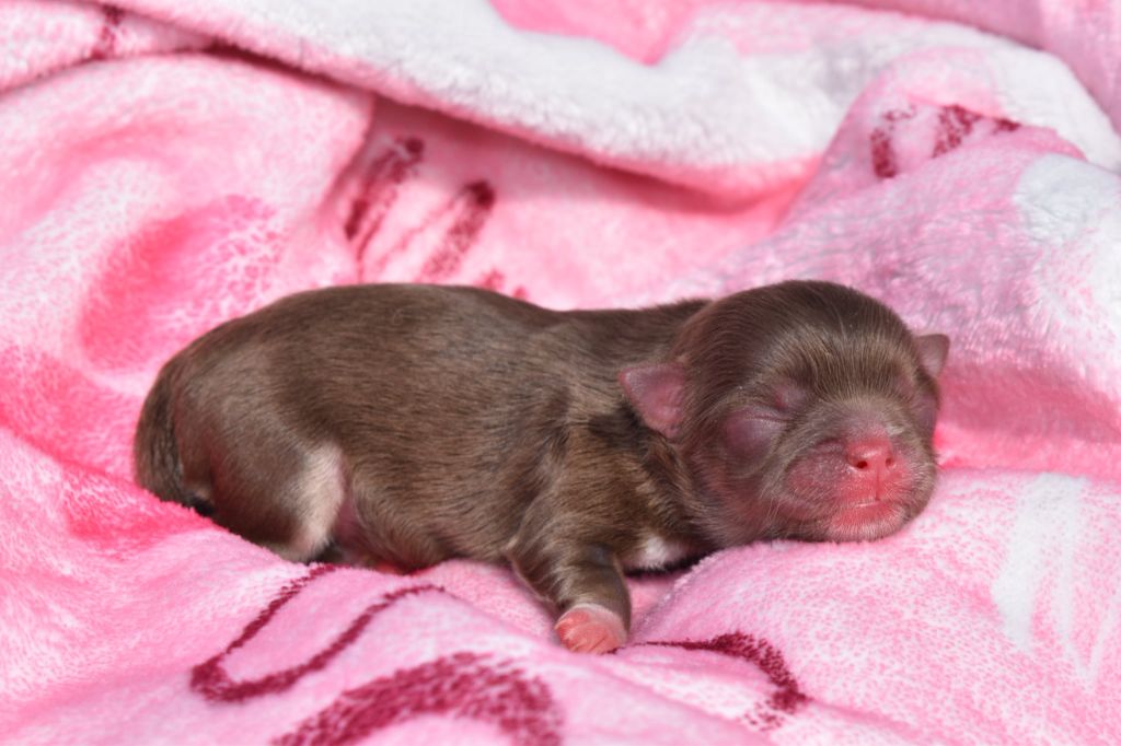 My Fair Chi - Chiots disponibles - Chihuahua
