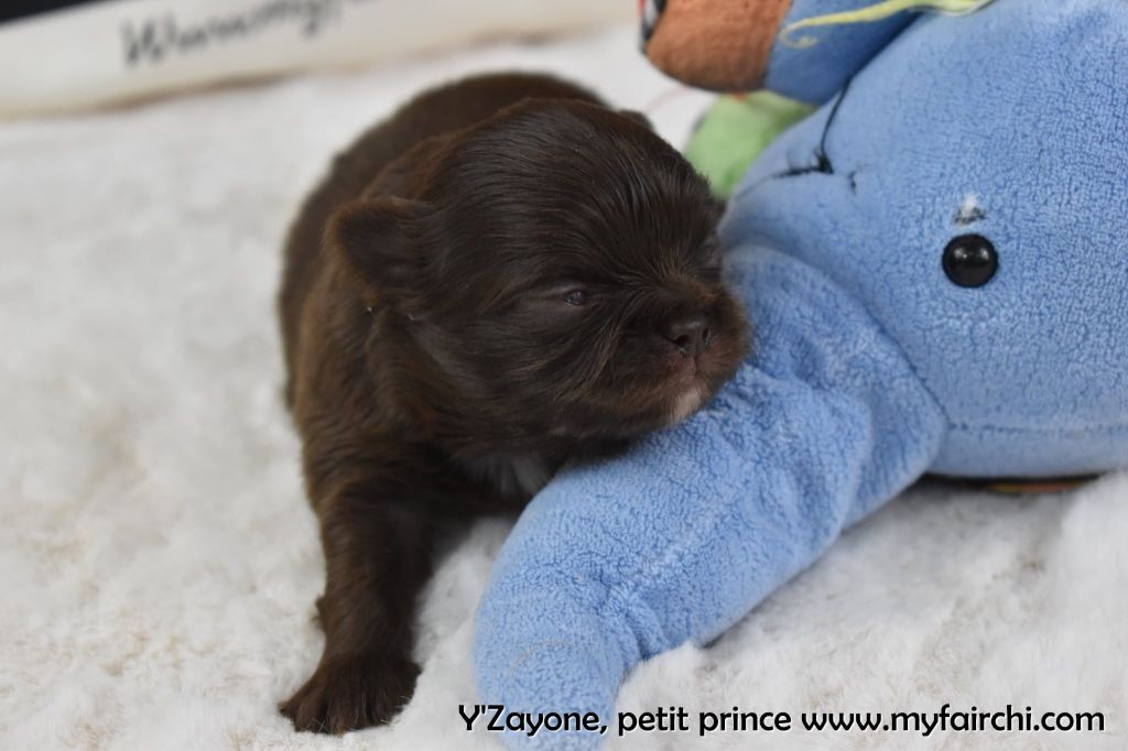 My Fair Chi - Chiots disponibles - Chihuahua