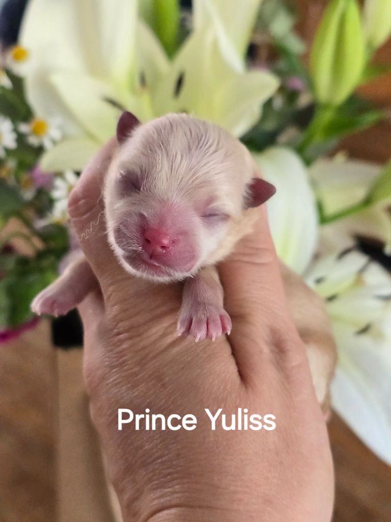 My Fair Chi - Chiots disponibles - Spitz allemand