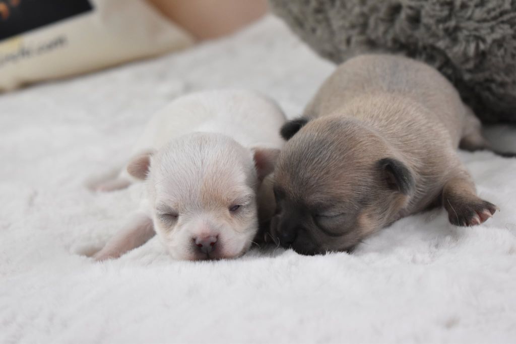 My Fair Chi - Chihuahua - Portée née le 06/09/2025