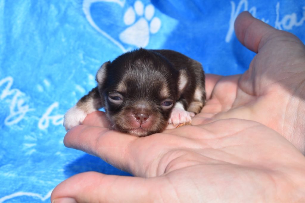 My Fair Chi - Chiots disponibles - Chihuahua