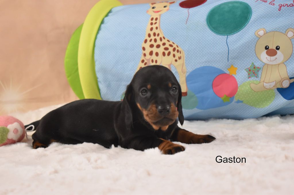 My Fair Chi - Chiots disponibles - Teckel poil ras
