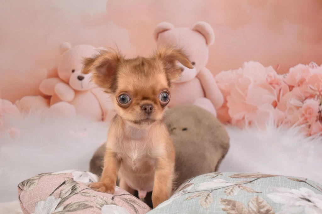 My Fair Chi - Chiots disponibles - Chihuahua