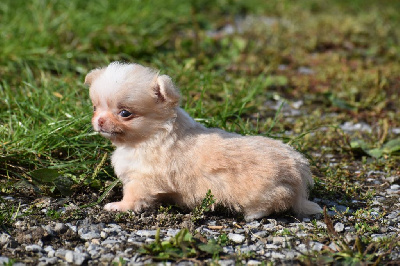 CHIOT