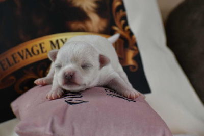 CHIOT