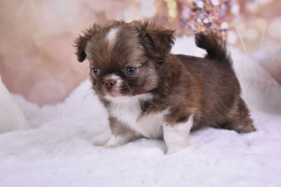 Yncroyable petit Ours