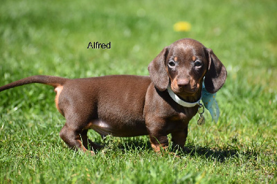 Alfred 