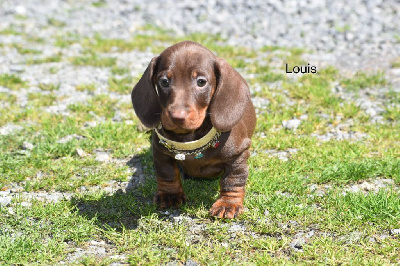 Louis