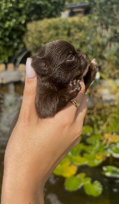 CHIOT