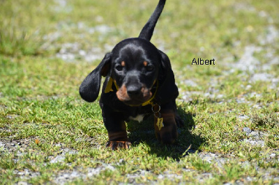 Albert