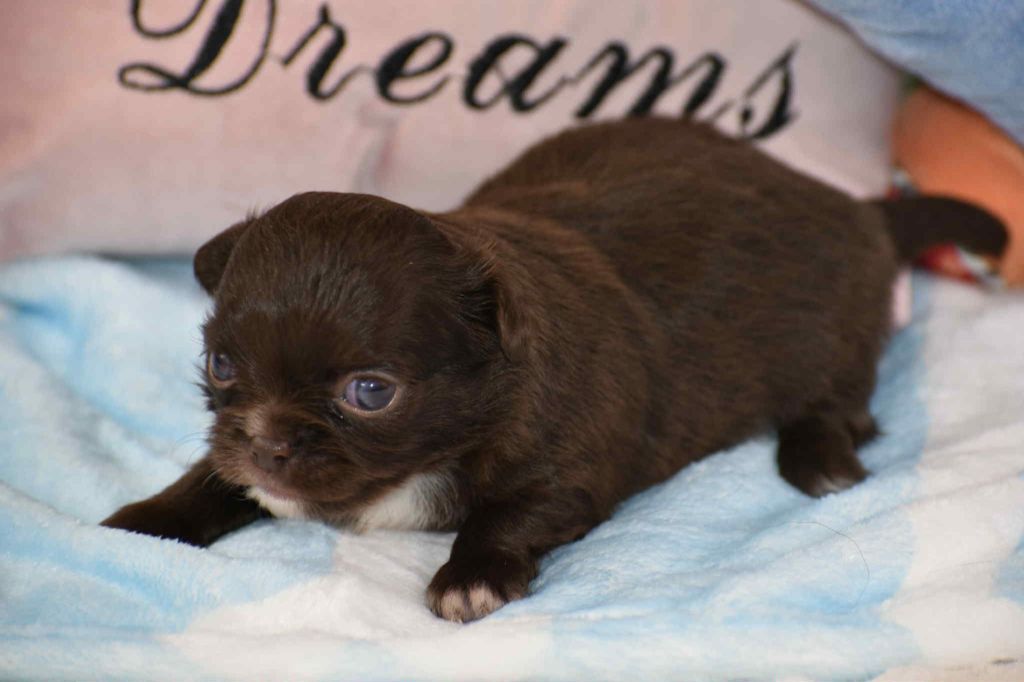 My Fair Chi - Chiots disponibles - Chihuahua