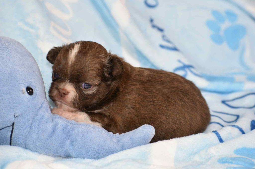 My Fair Chi - Chiots disponibles - Chihuahua