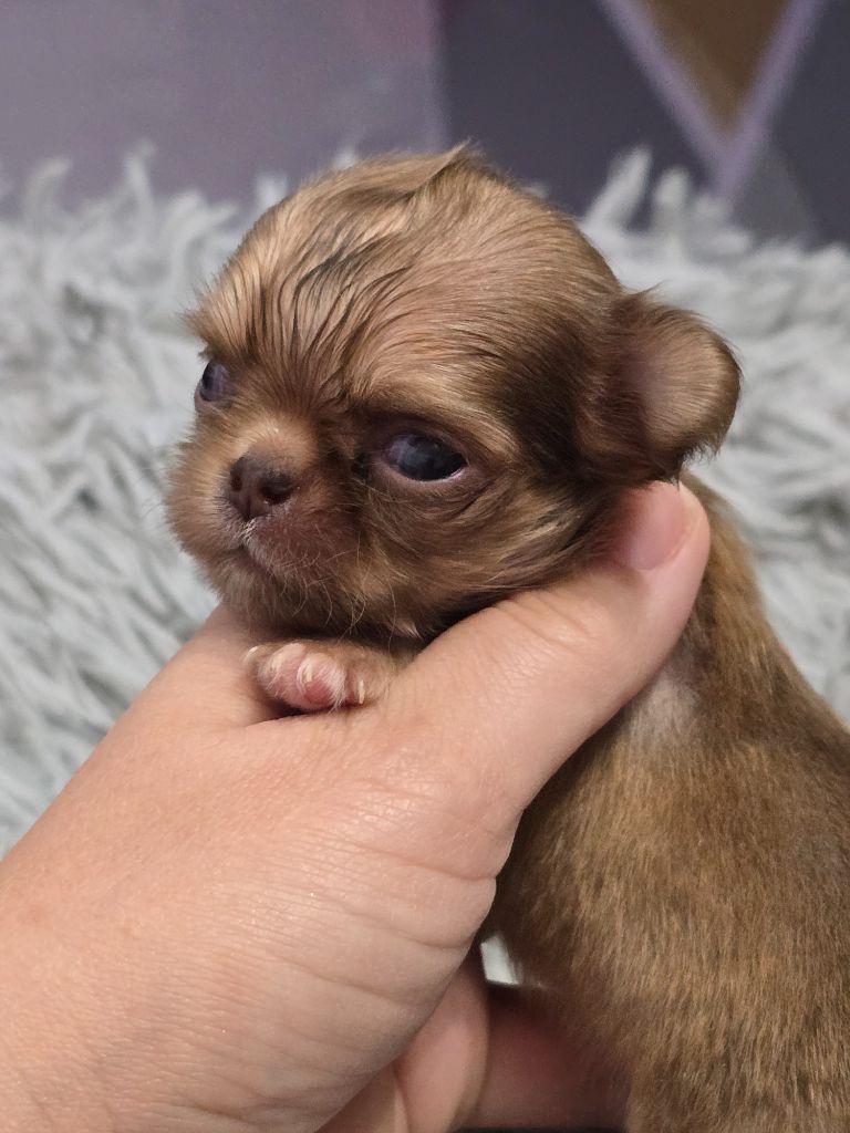 My Fair Chi - Chiots disponibles - Chihuahua