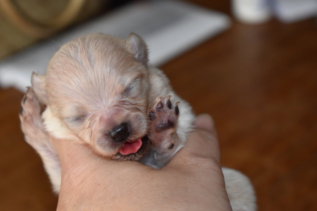 My Fair Chi - Chiots disponibles - Spitz allemand