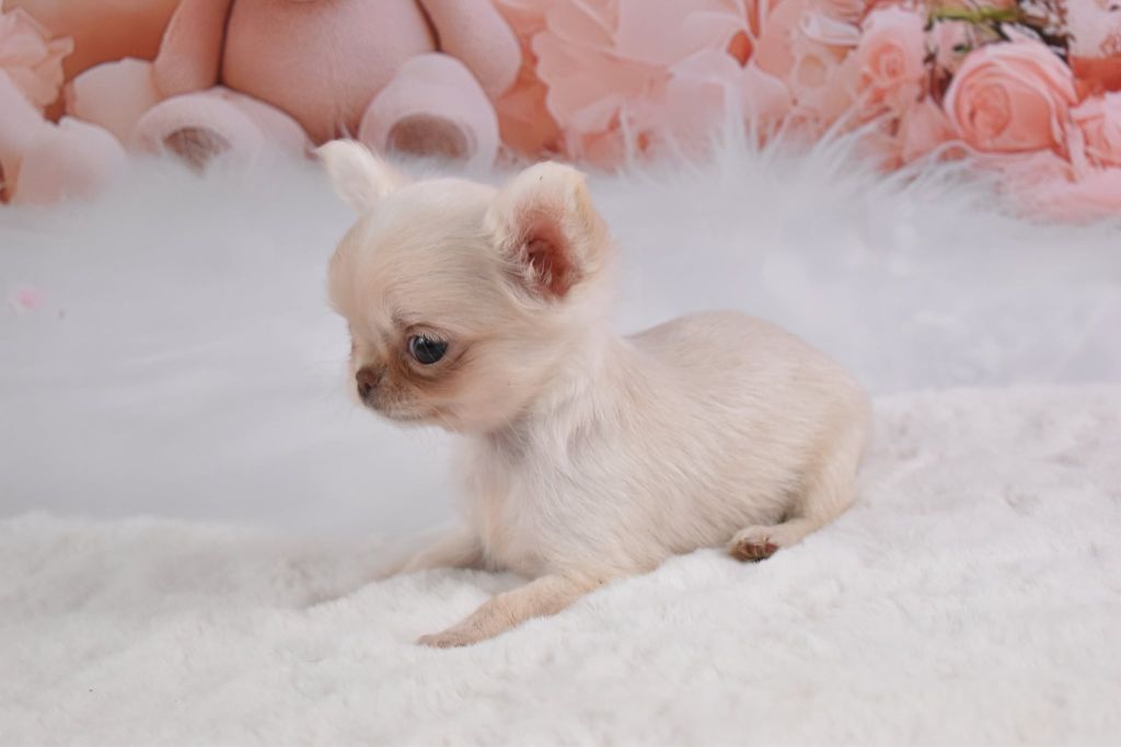 My Fair Chi - Chiots disponibles - Chihuahua