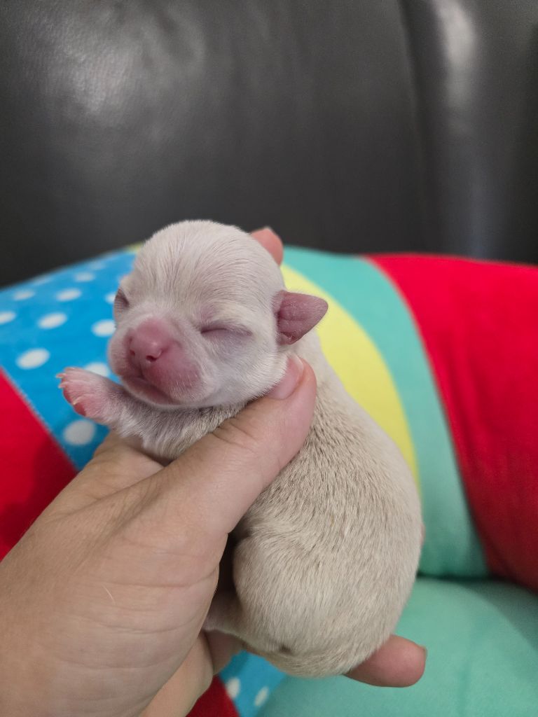 My Fair Chi - Chiots disponibles - Chihuahua