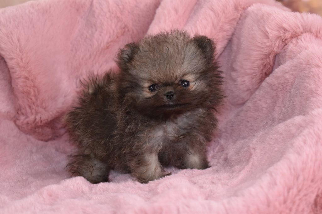 My Fair Chi - Chiots disponibles - Spitz allemand