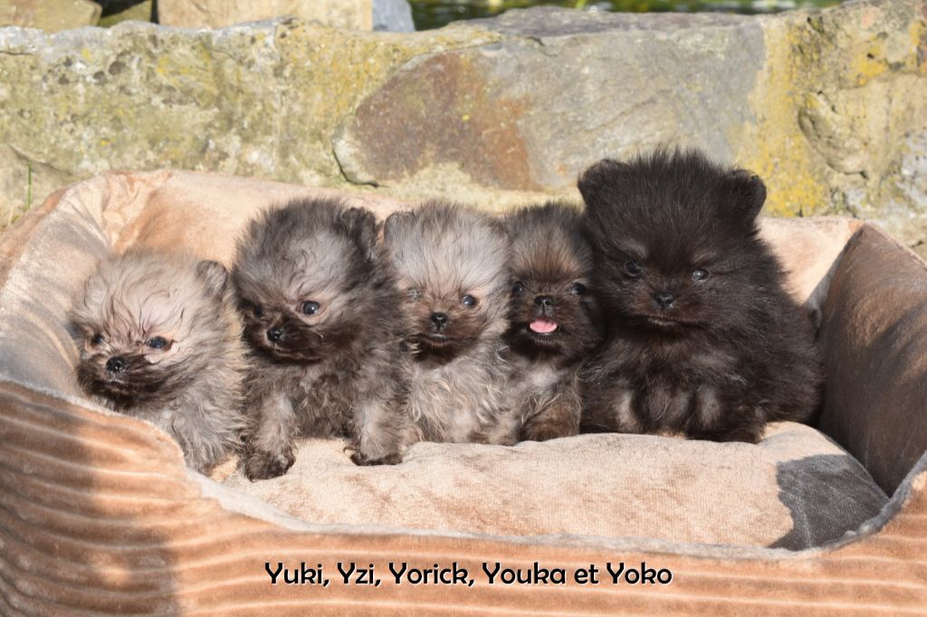 Chiot Spitz allemand My Fair Chi