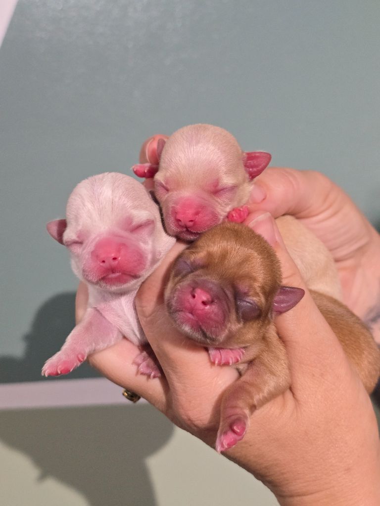 Chiot Chihuahua My Fair Chi