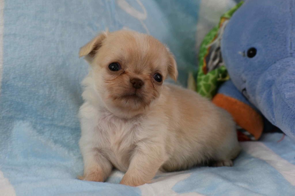 My Fair Chi - Chiots disponibles - Chihuahua
