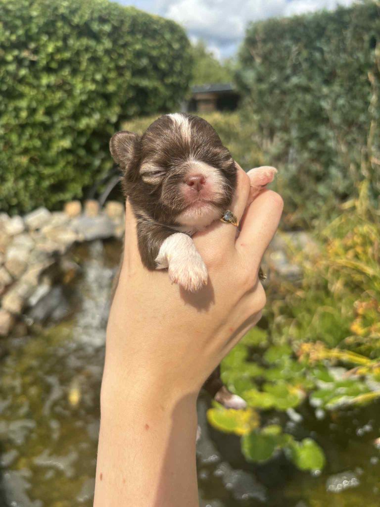 My Fair Chi - Chiots disponibles - Chihuahua