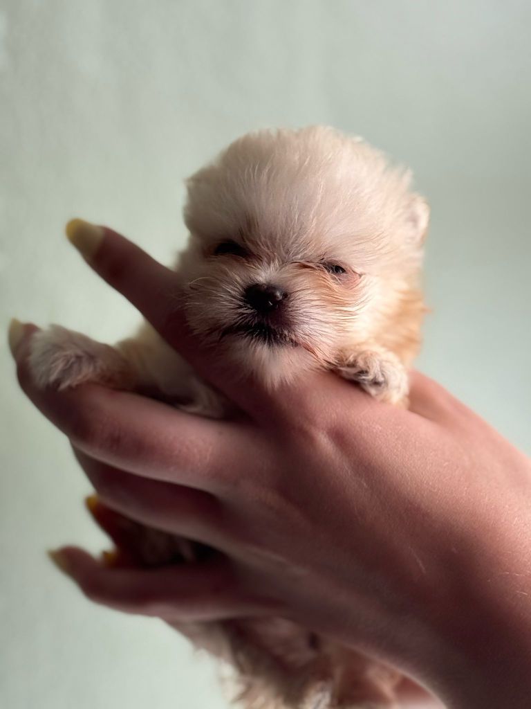 My Fair Chi - Chiots disponibles - Spitz allemand