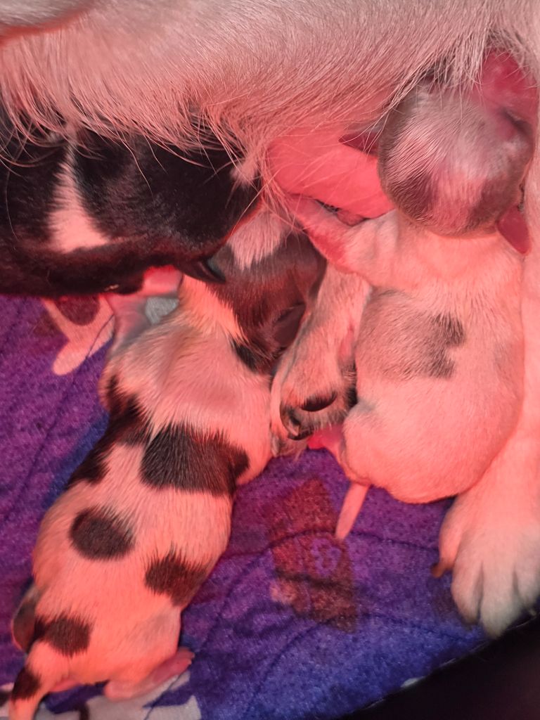 My Fair Chi - Chihuahua - Portée née le 05/11/2025