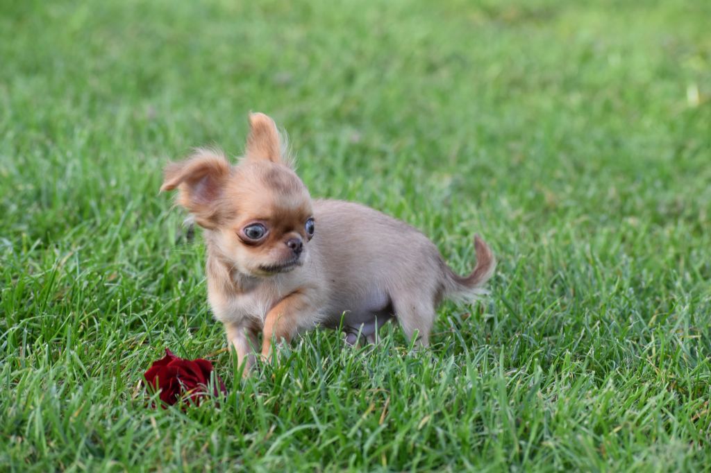 My Fair Chi - Chiots disponibles - Chihuahua