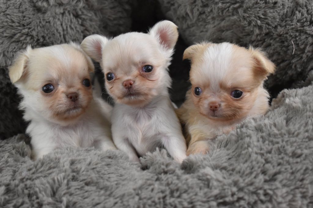 Chiot Chihuahua My Fair Chi