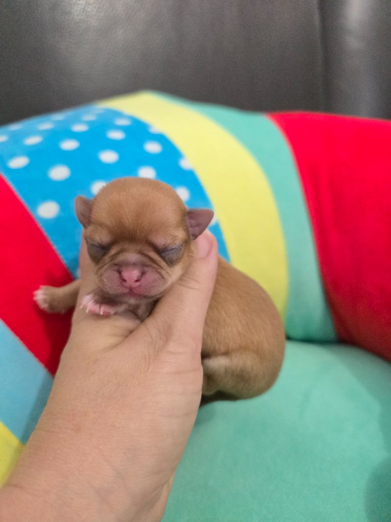 My Fair Chi - Chiots disponibles - Chihuahua