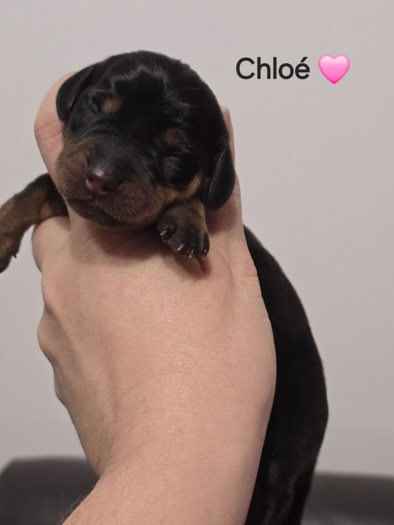 My Fair Chi - Chiots disponibles - Teckel poil ras